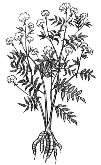 Zuckerwurzel Tipps von Arche Noah GärtnerInnen Peter Lassnig - фото 143