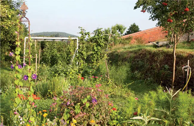 Kräuter Blumen und Gemüse ergänzen einander Der Kulturpflanzenforscher Peer - фото 9