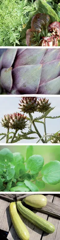 Korbblütler Asteraceae Salat Kopfsalat und Krachsalat Bindesalat - фото 3