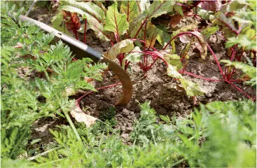 Der Sauzahn lockert bis in ca 20 cm Tiefe Zuerst ein Beet längs in einem - фото 32
