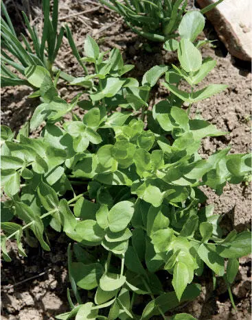 Das Oberirdische der Zuckerwurzel Rezept ZuckerwurzelCremesuppe Zutaten - фото 144