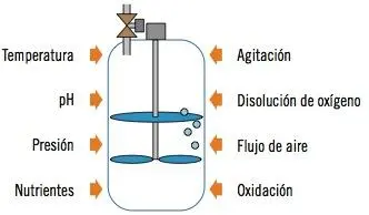 1 Las primeras dos semanas el pH es cercano a 6 ya que en los primeros días el - фото 33