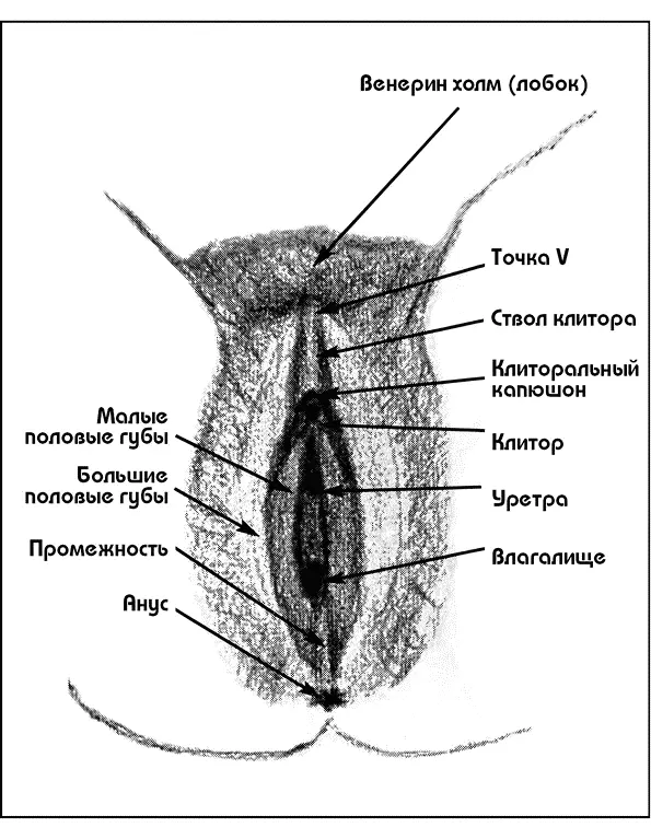 Введение Со времен обретения сексуальной свободы в 1960х двойные стандарты в - фото 1