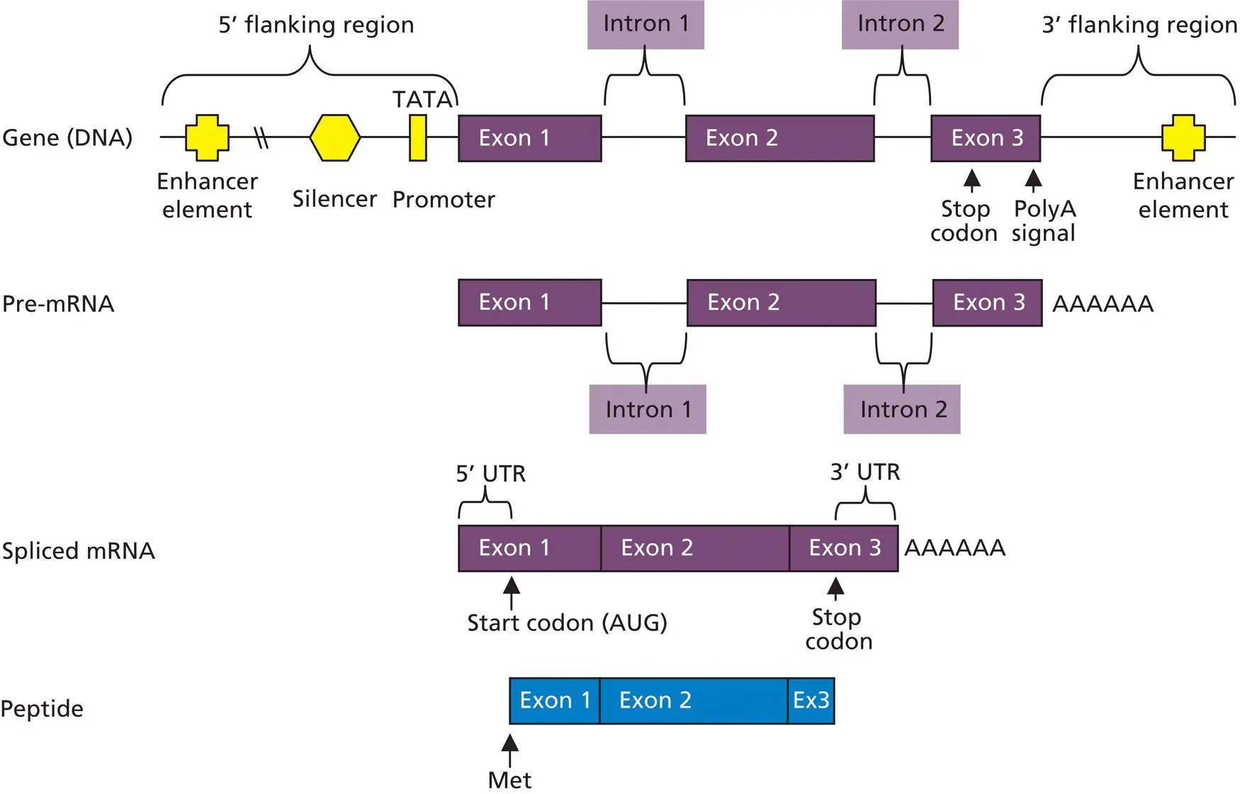 Figure 22 Schematic representation of a gene transcription and translation - фото 11