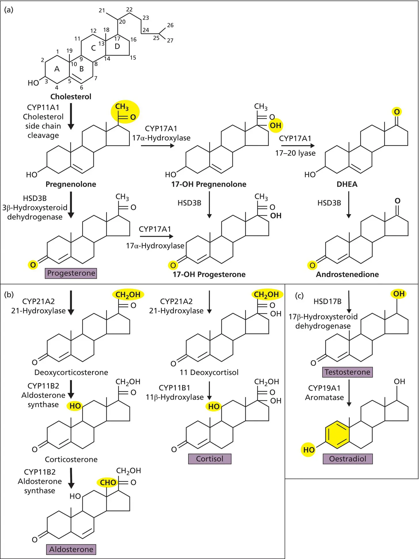 Figure 26 Overview of the major steroidogenic pathways Yellow shading - фото 15