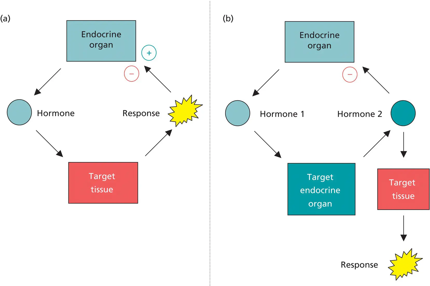 Figure 14 Control systems regulating hormone production and circulating - фото 7