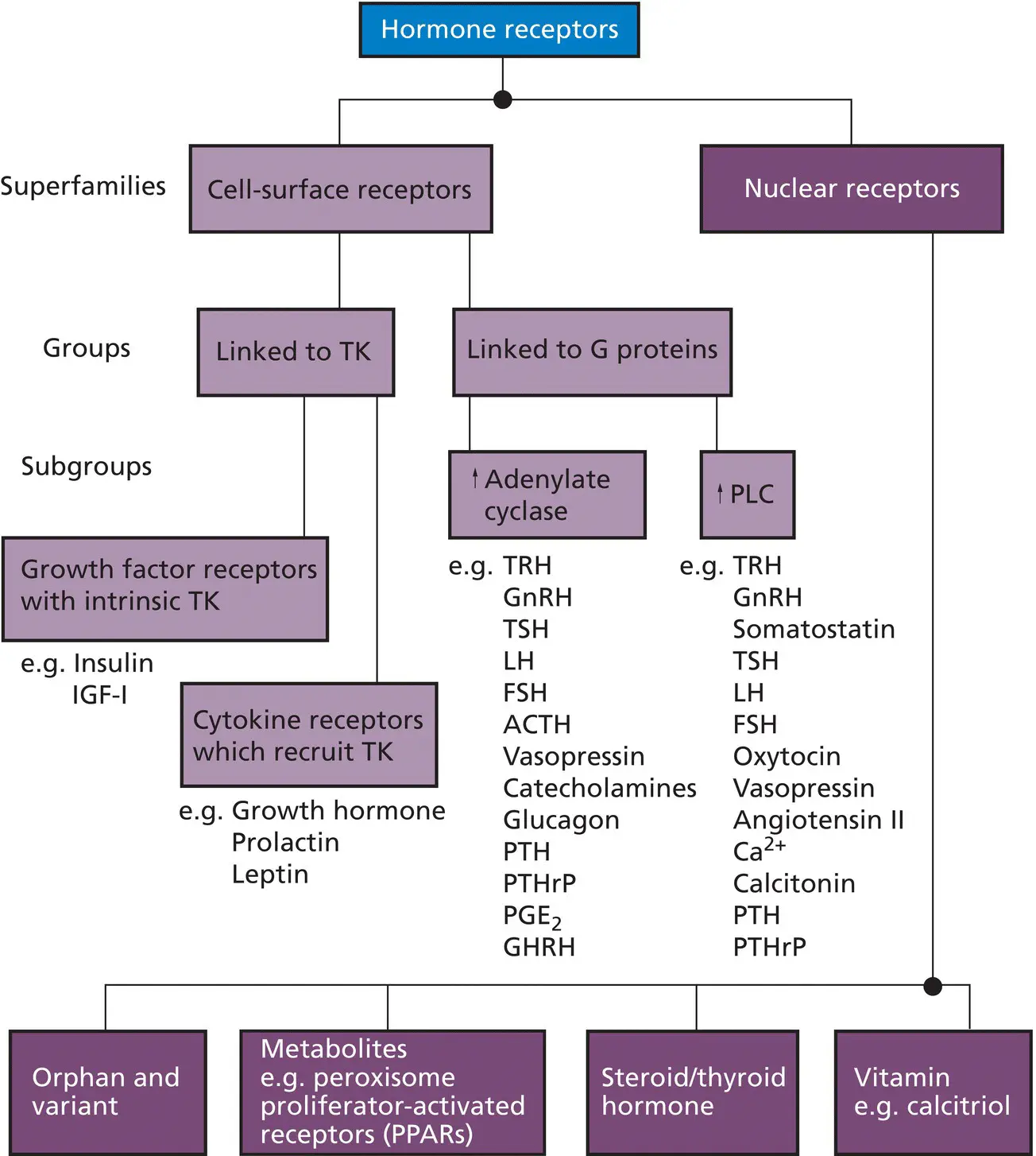 Figure 31 The different classes of hormone receptor Some cellsurface - фото 17
