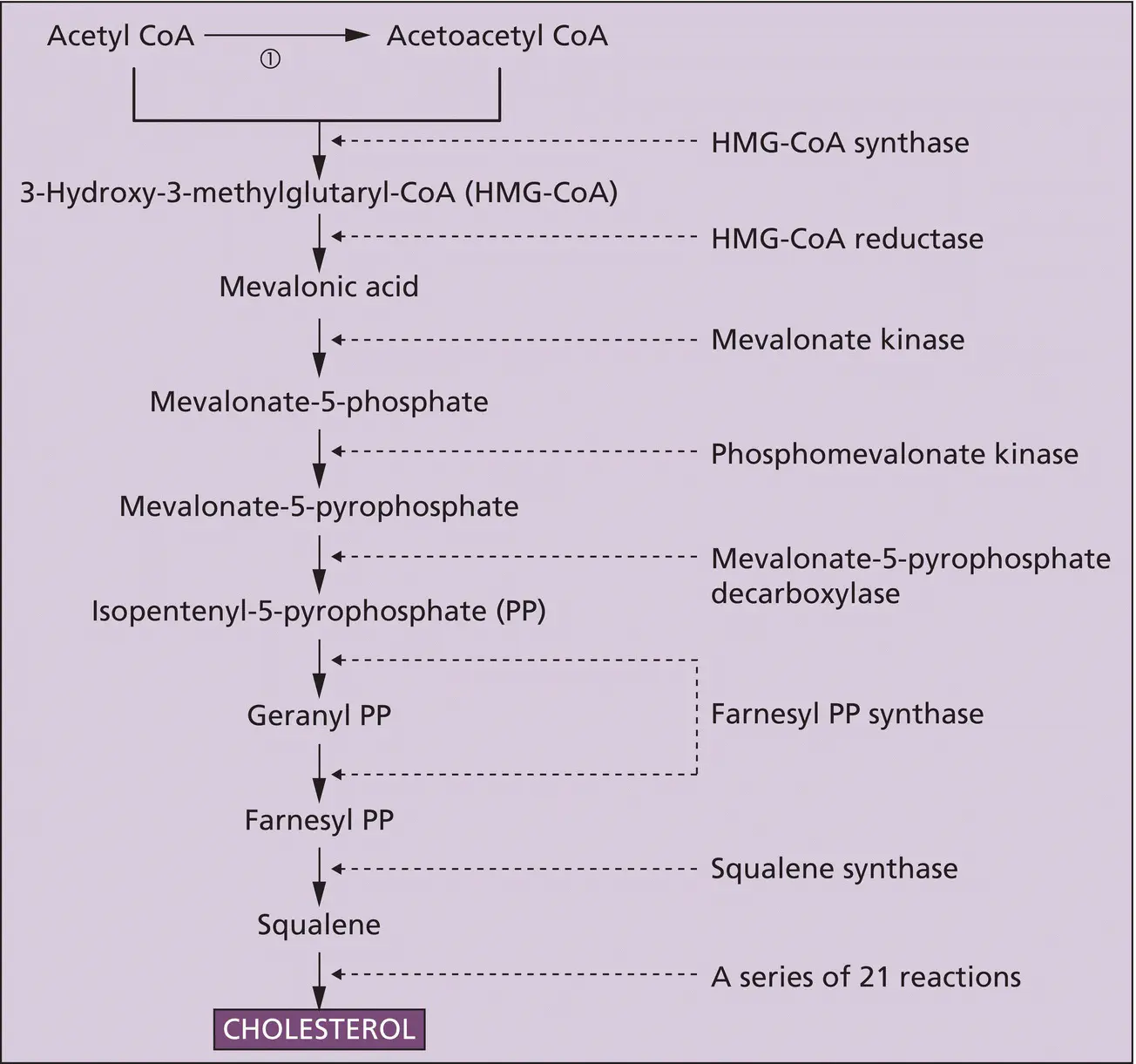 Figure 25 Synthesis of cholesterol Step ① is catalyzed by the enzyme - фото 14