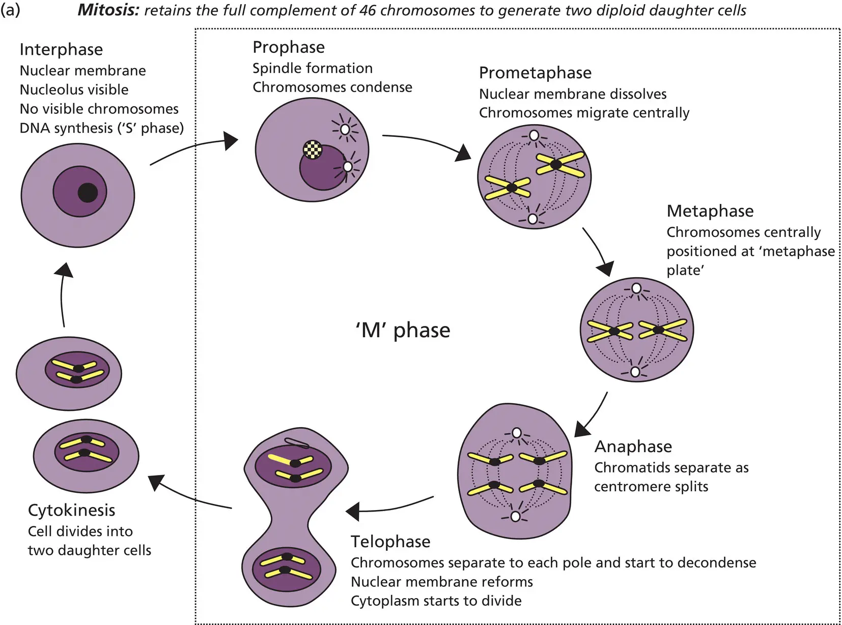 Figure 21 Cell division Prior to mitosis and meiosis the cell undergoes a - фото 9