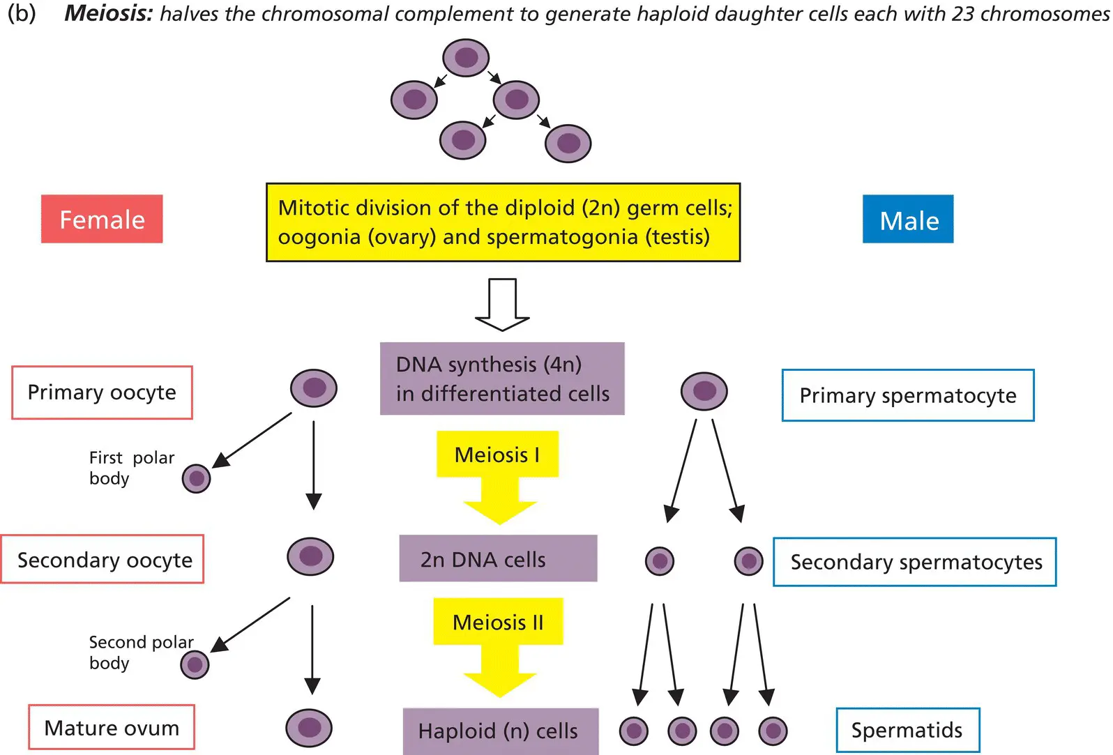 Figure 21 Cell division Prior to mitosis and meiosis the cell undergoes a - фото 10