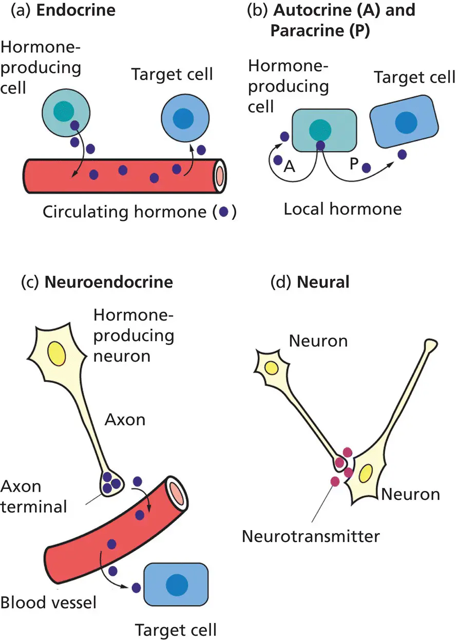 Figure 11 Chemical signalling in the endocrine and neural systems a In - фото 4