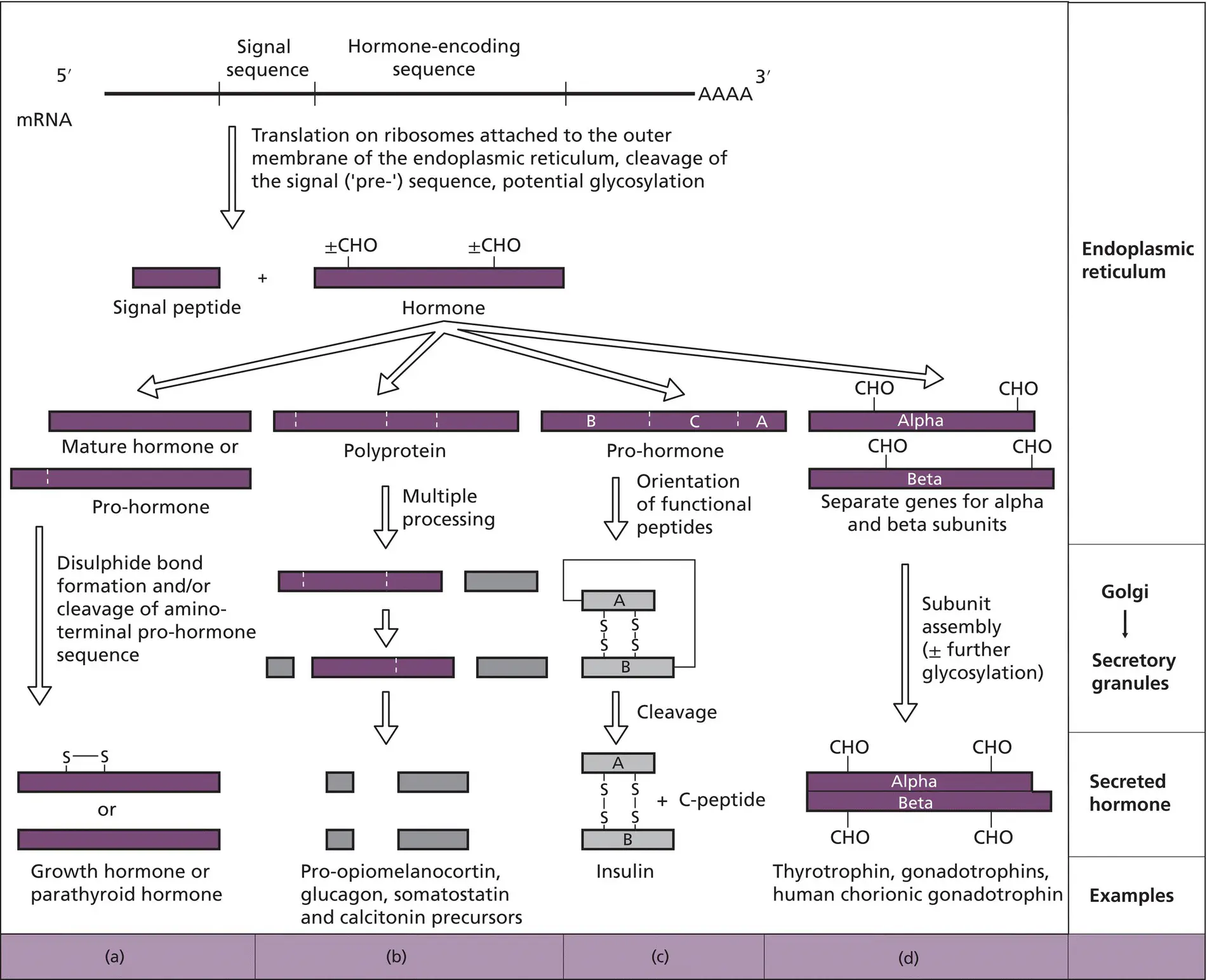 Figure 24 Potential posttranslational modifications of peptide hormones Four - фото 13