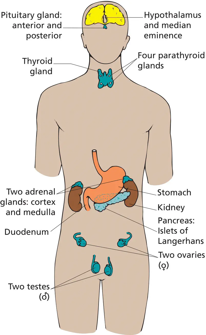 Figure 12 The sites of the principal endocrine glands While the stomach - фото 5