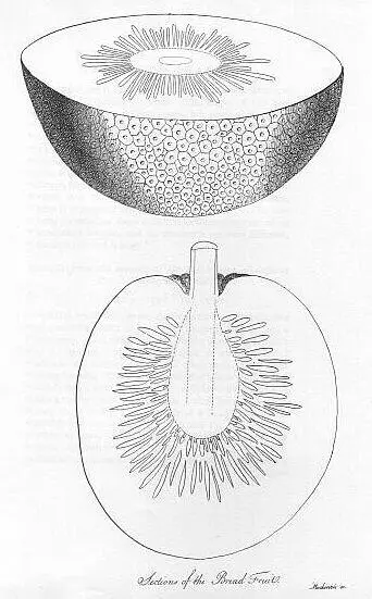 Sections of the Bread Fruit CHAPTER 2 Table of Contents Departure from - фото 3