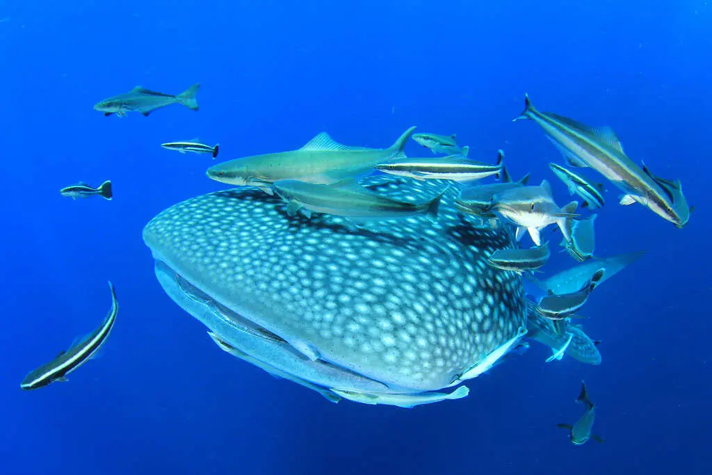 Fauna marina Tiburón ballena Rich Carey Shutterstockcom El lecho - фото 190