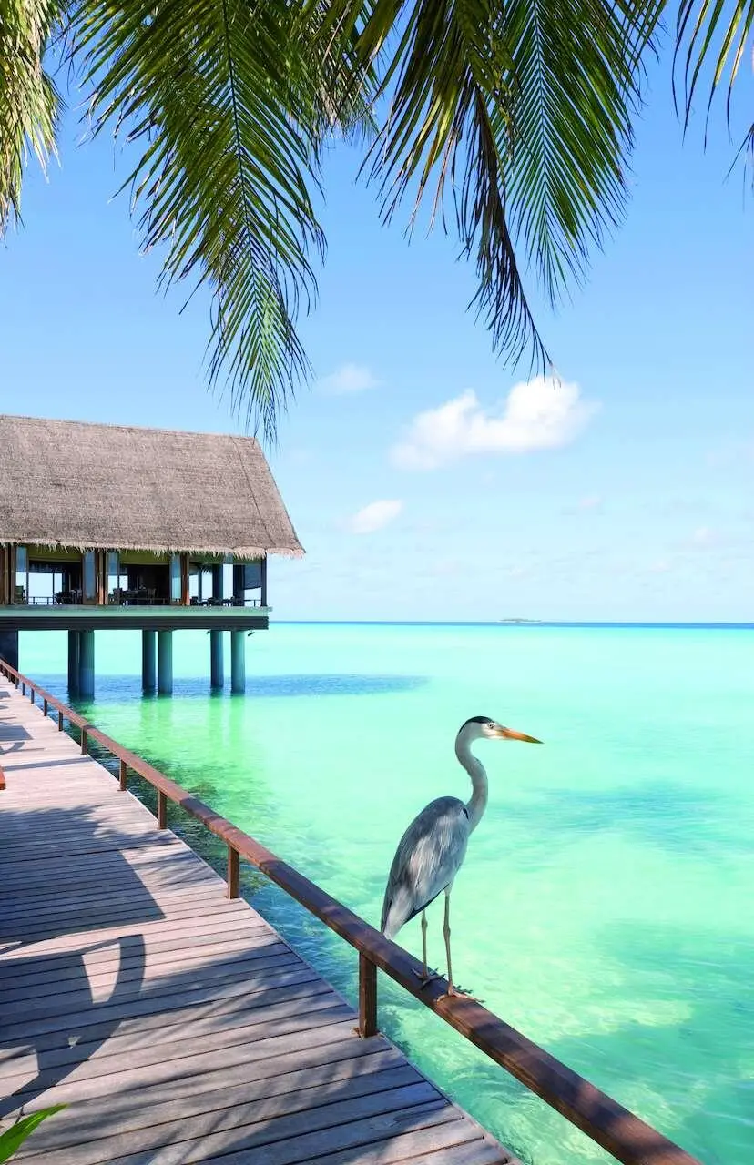 Fauna terrestre Paisaje de la isla de Reethi Rah jjmm892 iStockphotocom - фото 183