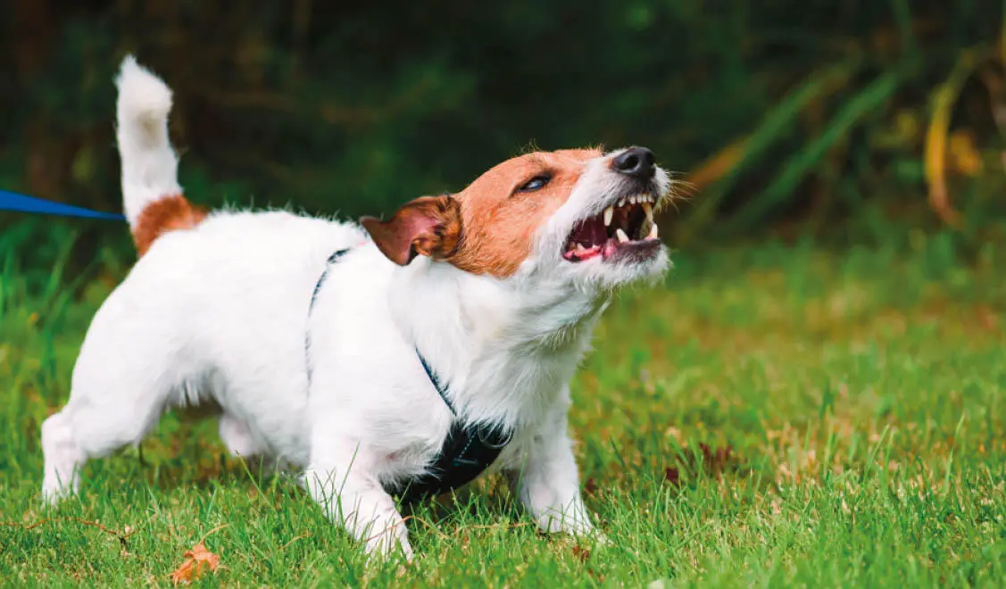 Mit großem Verhalten drücken Hunde häufig aus dass sie mit einer Situation - фото 11
