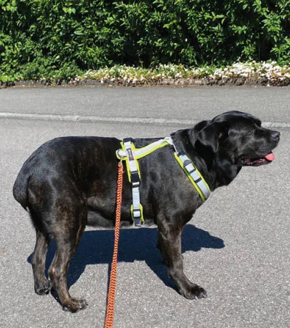 Dieser Hund zeigt dass er Schmerzen hat Erst wenn die Ursache gefunden und - фото 20