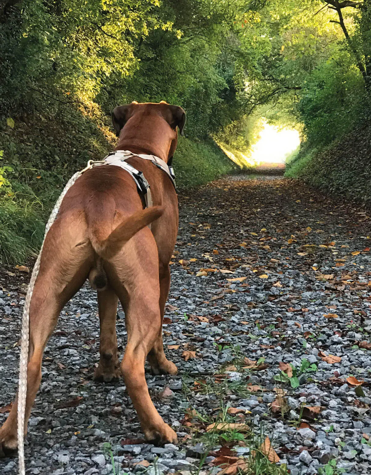 Mit einem besonderen Hund ist es oft besser möglichst ruhige Strecken zu - фото 8