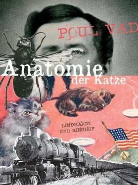 Poul Vad Anatomie der Katze обложка книги