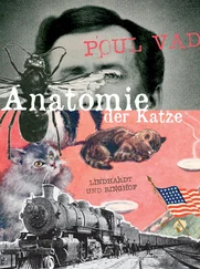 Poul Vad - Anatomie der Katze