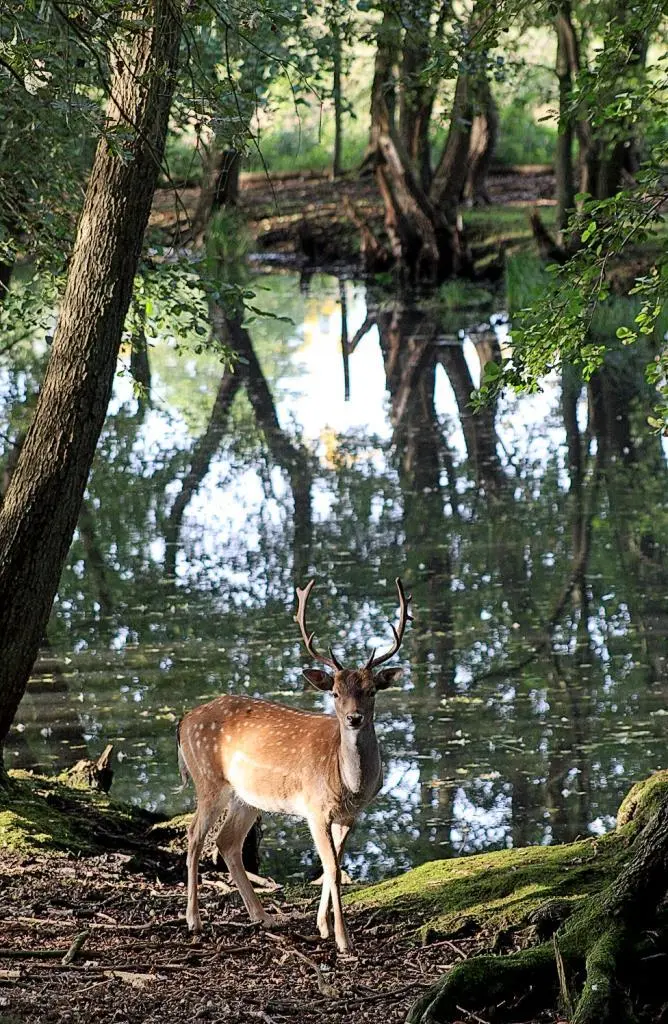Der Nationalpark Müritz im Profil 1990 gegründet erstreckt sich der - фото 4