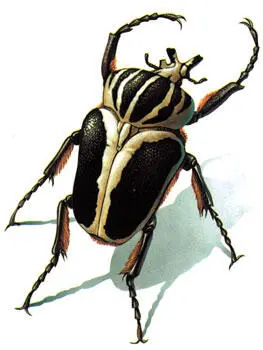 El escarabajo goliat vive en el África tropical Por los distintos contornos - фото 2