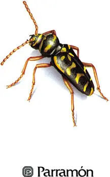 NUMEROSOS Y MULTICOLORES Los escarabajos pertenecen al orden de los - фото 1
