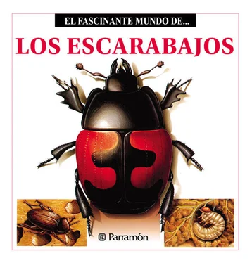 Maira Àngels Julivert Los Escarabajos обложка книги