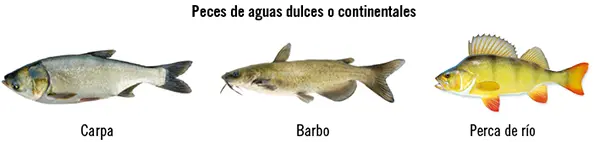 Peces diadrómicos Se encuentran a medio camino entre los dos grupos - фото 46