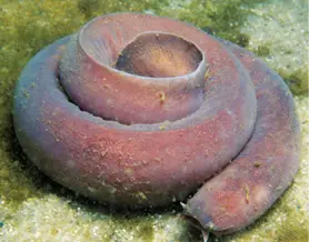 Lamprea y mixin respectivamente Peces cartilaginosos condríctios Se - фото 18