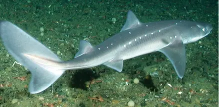 Cazón tiburón pez quimera y raya respectivamente - фото 19