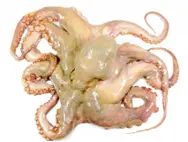 Sepia calamar y pulpo respectivamente Moluscos bivalvos Poseen una concha - фото 50