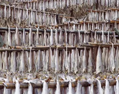 Secadero de bacalao en Islandia y bacalao seco respectivamente - фото 85