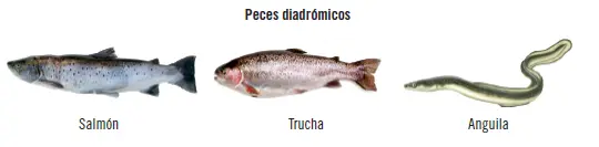 32Moluscos Son animales invertebrados marinos o terrestres de cuerpo blando - фото 47