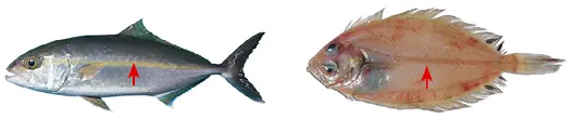 Línea lateral en palometón y gallo Otra clasificación posible sería según el - фото 42