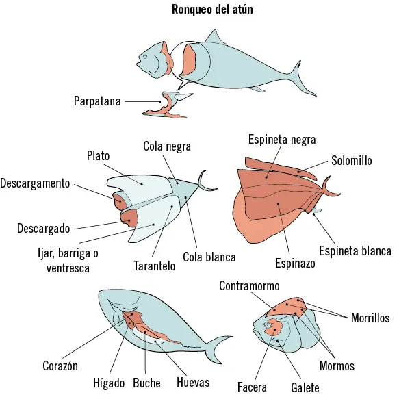 Actividades 8Existen diferentes formas de despiece del pescado según la región - фото 136