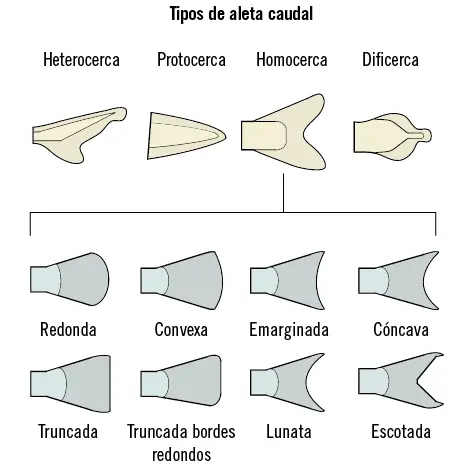 Algunos peces como los túnidos tienen prolongaciones detrás de las aletas - фото 38