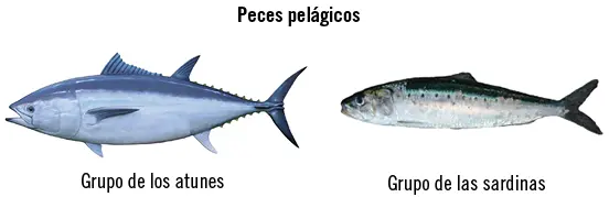Peces de aguas dulces o continentales Habitan lagos ríos arroyos estanques - фото 45