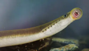 Lamprea y mixin respectivamente Peces cartilaginosos condríctios Se - фото 17