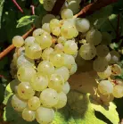 Para txakolí tinto Original y exclusiva produce vinos aromáticos con - фото 12