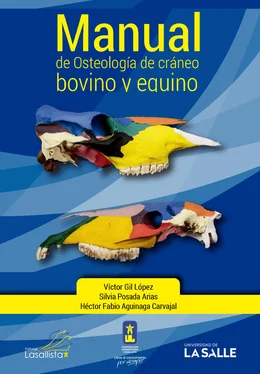 Víctor Gil López Manual de osteología de cráneo bovino y equino обложка книги