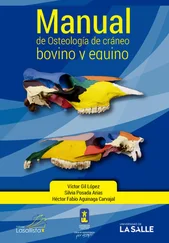 Víctor Gil López - Manual de osteología de cráneo bovino y equino