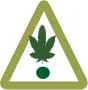 CannabisExtraktion - изображение 9