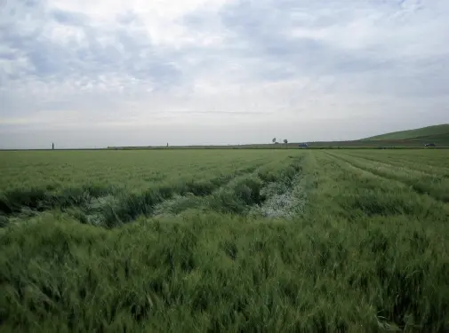 Encamado 3 Fisiología de leguminosas de grano El proceso de maduración - фото 22