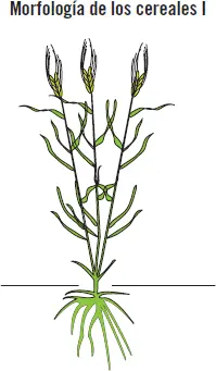 SOLUCIÓN 4 Resumen Al igual que en cualquier cultivo en los herbáceos el - фото 29