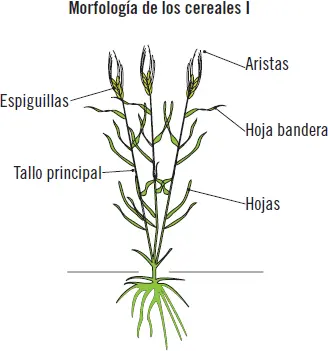 4 Resumen Al igual que en cualquier cultivo en los herbáceos el - фото 30