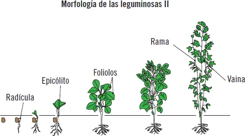 Aplicación práctica Localice los siguientes elementos en la imagen cereal - фото 27