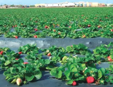 Cultivo de fresón Nota En el cultivo del fresón de Huelva se coloca el - фото 29