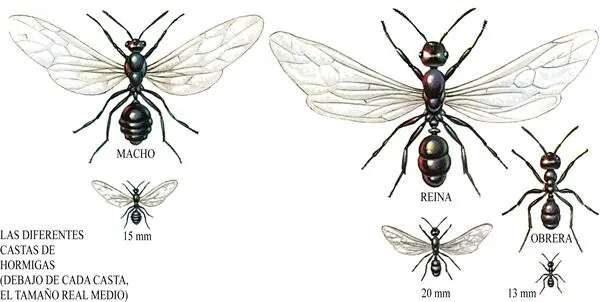 Las castas de hormigas se diferencian por su tamaño la reina y los machos son - фото 10